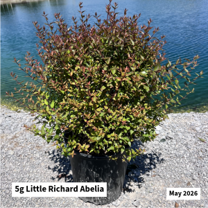 May 2026 5g Little Richard Abelia Website